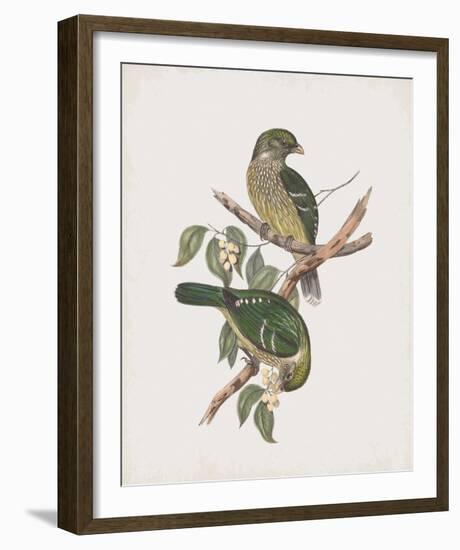 Ptilonorhynchus Smithii-John Gould-Framed Giclee Print