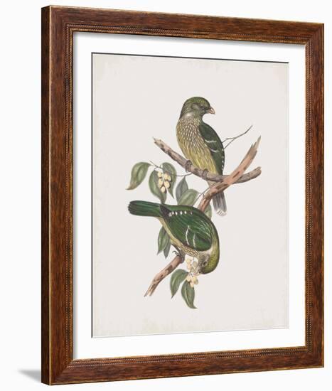 Ptilonorhynchus Smithii-John Gould-Framed Giclee Print