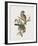 Ptilonorhynchus Smithii-John Gould-Framed Giclee Print