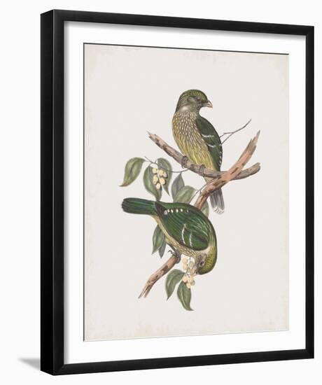 Ptilonorhynchus Smithii-John Gould-Framed Giclee Print