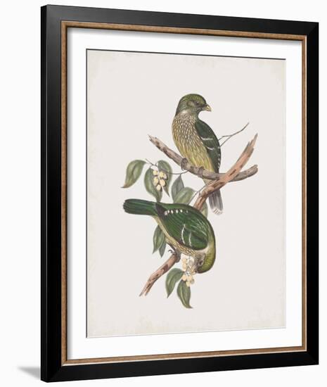 Ptilonorhynchus Smithii-John Gould-Framed Giclee Print