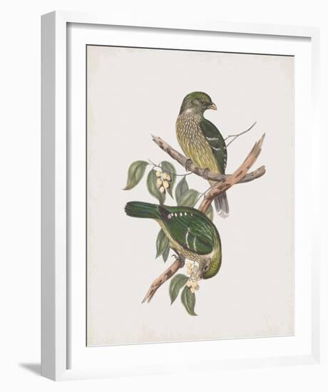 Ptilonorhynchus Smithii-John Gould-Framed Giclee Print