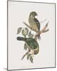 Ptilonorhynchus Smithii-John Gould-Mounted Giclee Print