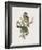 Ptilonorhynchus Smithii-John Gould-Framed Giclee Print