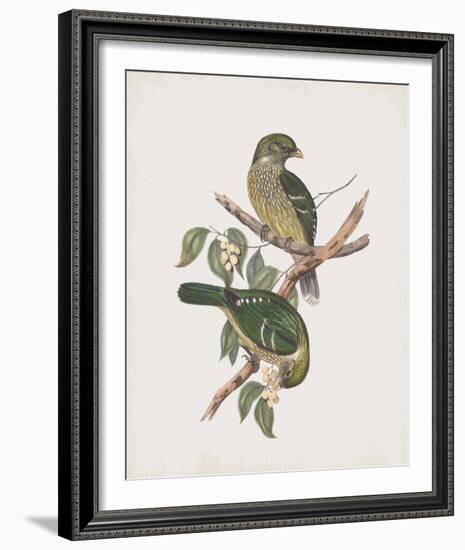 Ptilonorhynchus Smithii-John Gould-Framed Giclee Print