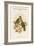 Ptilopus Solomonensis - Solomon Island Fruit-Pigeon - Dove-John Gould-Framed Art Print