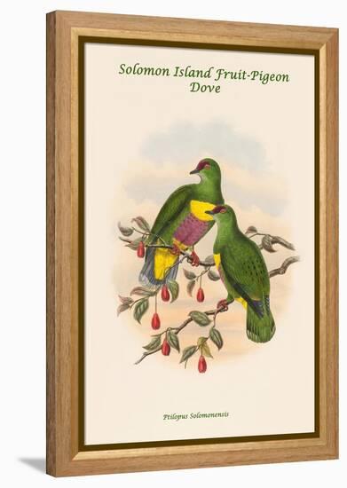 Ptilopus Solomonensis - Solomon Island Fruit-Pigeon - Dove-John Gould-Framed Stretched Canvas