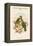 Ptilopus Solomonensis - Solomon Island Fruit-Pigeon - Dove-John Gould-Framed Stretched Canvas