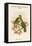 Ptilopus Solomonensis - Solomon Island Fruit-Pigeon - Dove-John Gould-Framed Stretched Canvas