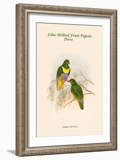 Ptilopus Speciosus - Lilac-Bellied Fruit-Pigeon - Dove-John Gould-Framed Art Print