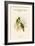 Ptilopus Speciosus - Lilac-Bellied Fruit-Pigeon - Dove-John Gould-Framed Art Print