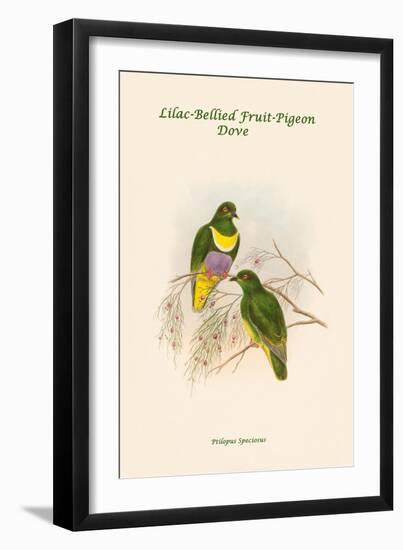 Ptilopus Speciosus - Lilac-Bellied Fruit-Pigeon - Dove-John Gould-Framed Art Print