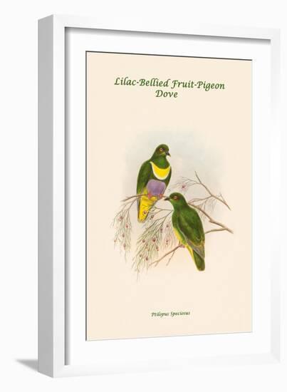 Ptilopus Speciosus - Lilac-Bellied Fruit-Pigeon - Dove-John Gould-Framed Art Print