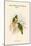 Ptilopus Speciosus - Lilac-Bellied Fruit-Pigeon - Dove-John Gould-Mounted Art Print