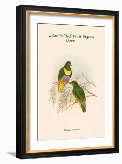 Ptilopus Speciosus - Lilac-Bellied Fruit-Pigeon - Dove-John Gould-Framed Art Print