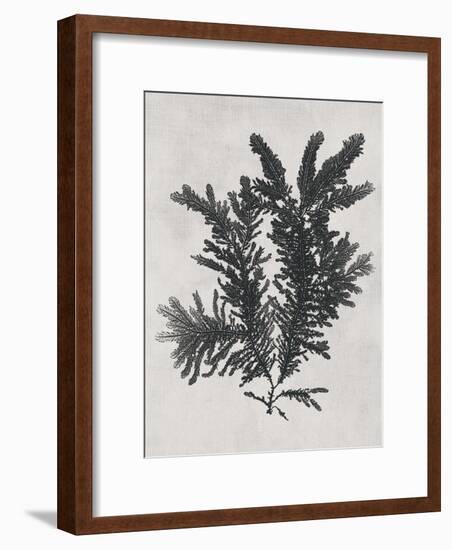 Ptilota plumosa - Noir-Henry Bradbury-Framed Giclee Print
