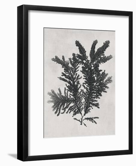 Ptilota plumosa - Noir-Henry Bradbury-Framed Giclee Print