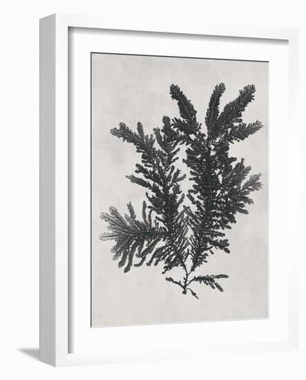 Ptilota plumosa - Noir-Henry Bradbury-Framed Giclee Print