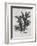 Ptilota plumosa - Noir-Henry Bradbury-Framed Giclee Print