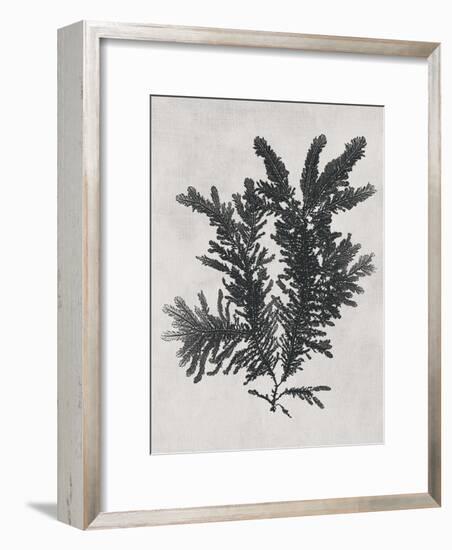 Ptilota plumosa - Noir-Henry Bradbury-Framed Giclee Print