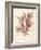 Ptilota plumosa-Henry Bradbury-Framed Giclee Print