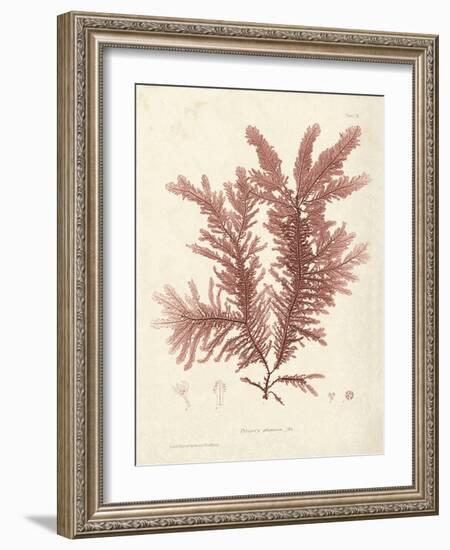 Ptilota plumosa-Henry Bradbury-Framed Giclee Print