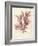 Ptilota plumosa-Henry Bradbury-Framed Giclee Print