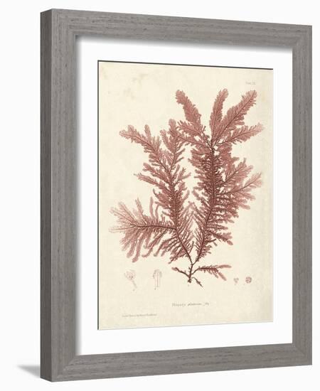 Ptilota plumosa-Henry Bradbury-Framed Giclee Print