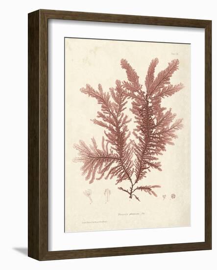 Ptilota plumosa-Henry Bradbury-Framed Giclee Print