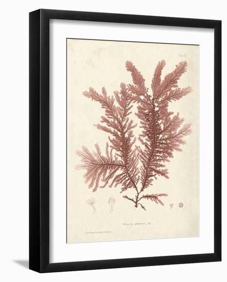 Ptilota plumosa-Henry Bradbury-Framed Giclee Print