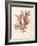 Ptilota plumosa-Henry Bradbury-Framed Giclee Print