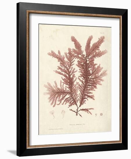 Ptilota plumosa-Henry Bradbury-Framed Giclee Print