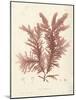 Ptilota plumosa-Henry Bradbury-Mounted Giclee Print