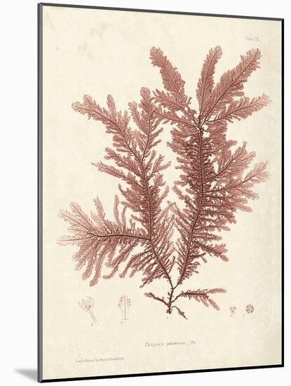 Ptilota plumosa-Henry Bradbury-Mounted Giclee Print