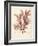 Ptilota plumosa-Henry Bradbury-Framed Giclee Print