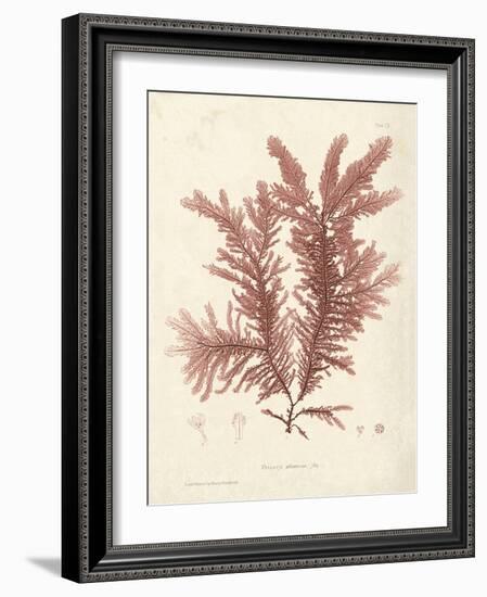 Ptilota plumosa-Henry Bradbury-Framed Giclee Print