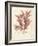 Ptilota plumosa-Henry Bradbury-Framed Giclee Print