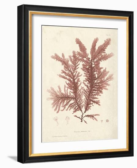 Ptilota plumosa-Henry Bradbury-Framed Giclee Print