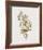 Ptilotis Versicolor-John Gould-Framed Giclee Print