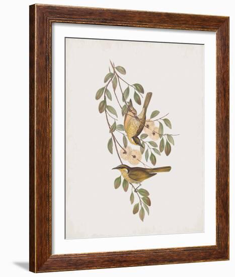 Ptilotis Versicolor-John Gould-Framed Giclee Print