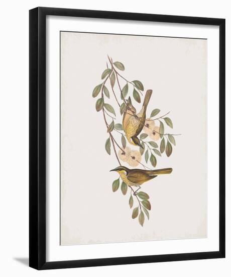 Ptilotis Versicolor-John Gould-Framed Giclee Print