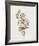 Ptilotis Versicolor-John Gould-Framed Giclee Print