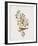 Ptilotis Versicolor-John Gould-Framed Giclee Print