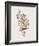 Ptilotis Versicolor-John Gould-Framed Giclee Print