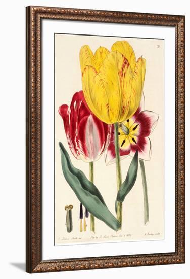 Pubescent-Stalked Tulip (1823 - 1829)-E^ Dalton Smith & Robert Sweet-Framed Art Print