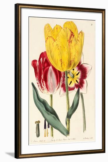 Pubescent-Stalked Tulip (1823 - 1829)-E^ Dalton Smith & Robert Sweet-Framed Art Print