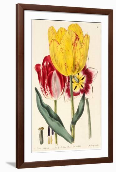 Pubescent-Stalked Tulip (1823 - 1829)-E^ Dalton Smith & Robert Sweet-Framed Art Print
