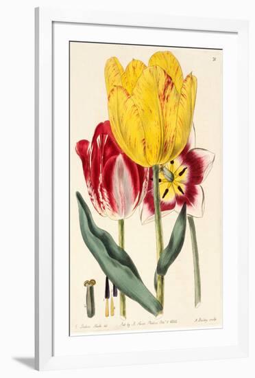 Pubescent-Stalked Tulip (1823 - 1829)-E^ Dalton Smith & Robert Sweet-Framed Art Print