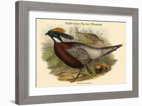 Pucrasia Castanea - Kafiristan Pucras Pheasant-John Gould-Framed Art Print