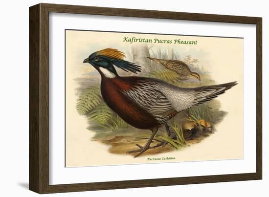 Pucrasia Castanea - Kafiristan Pucras Pheasant-John Gould-Framed Art Print